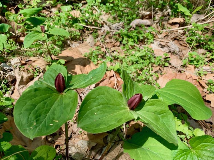 Toadshade Trillium wildflowers