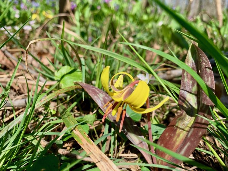 Trout Lily at Bull Run