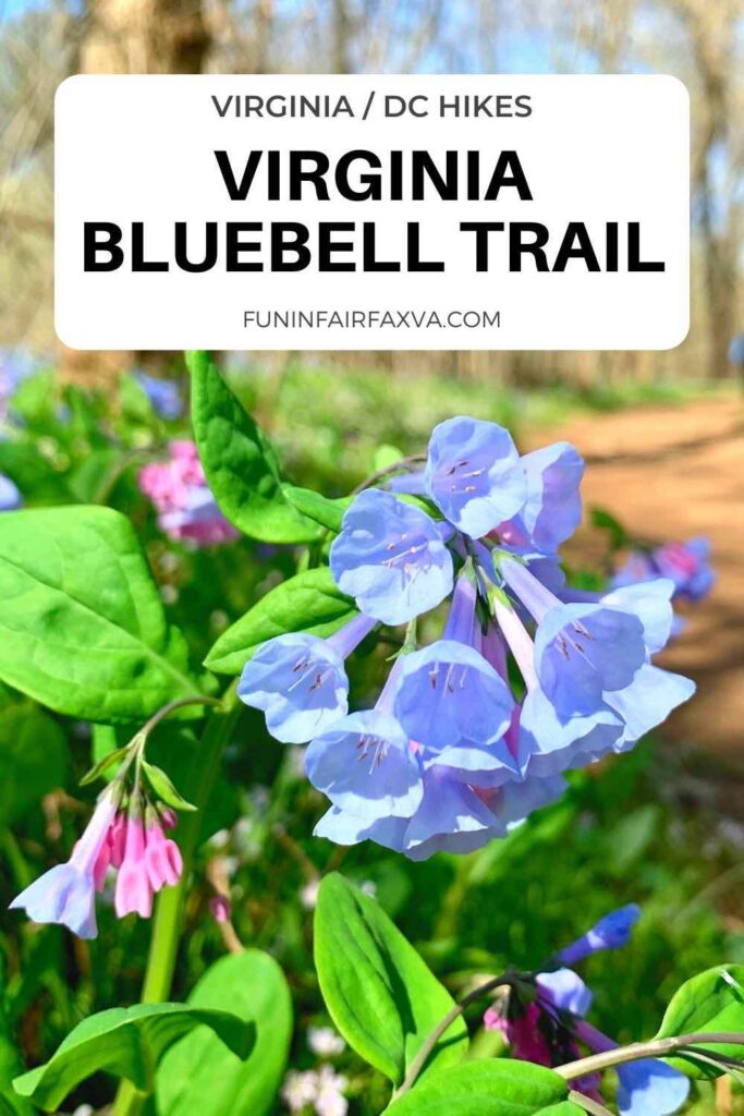 Enjoy a beautiful, easy loop hike through a sea of spring wildflowers on the Virginia Bluebell Trail at Bull Run Regional Park in Northern VA.