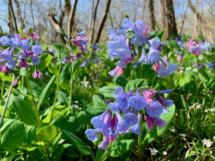 Virginia bluebells at Bull Run