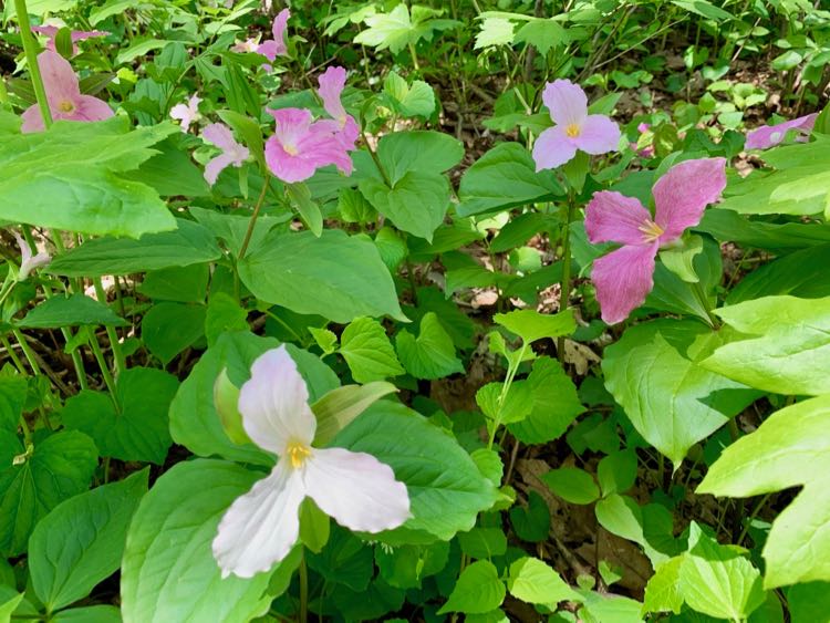 Many colors on the Trillium Trail