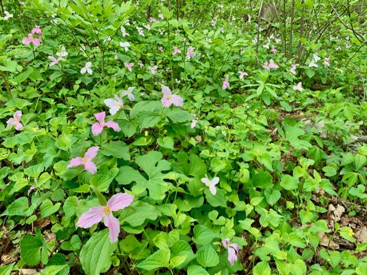 Large-flowered trillium fill the woods on the Trillium Trail hike in Northern Virginia