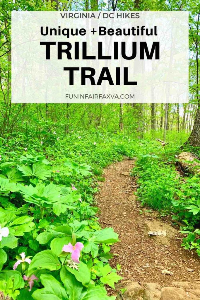 See the largest stand of large-flowered trillium in Virginia on an easy hike for nature-lovers.