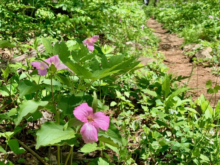 Wildflowers line the Trillium Trail