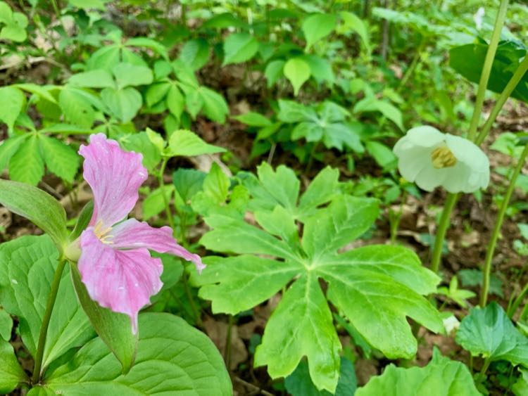 Trillium and mayapple in bloom