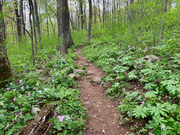 Spring wildflowers by the Trillium Trail