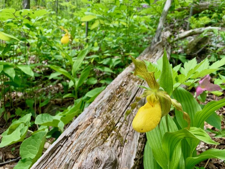 Yellow Lady Slipper and Trillium on the Trillium Trail hike