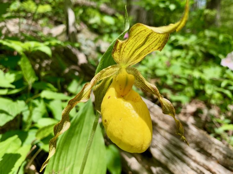 Yellow Lade Slipper on the Trillium Trail hike