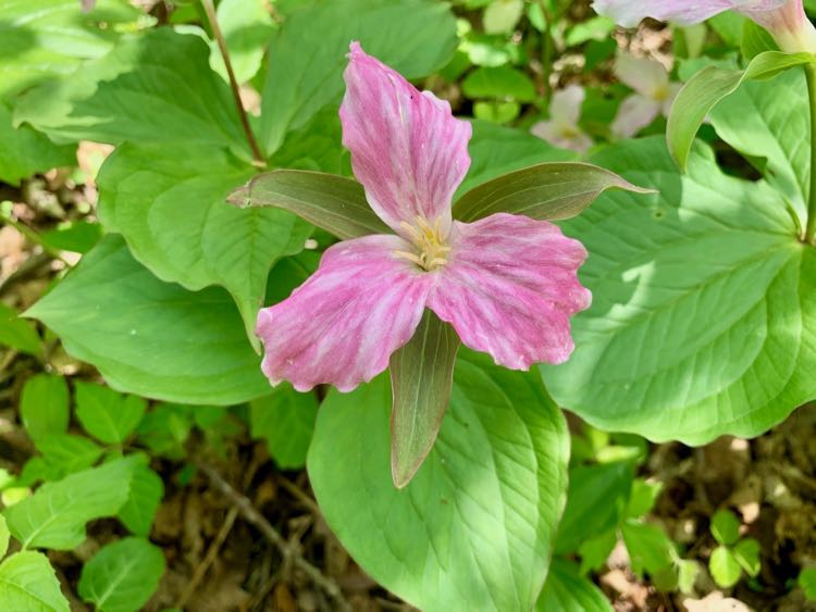 Perfect pink trillium