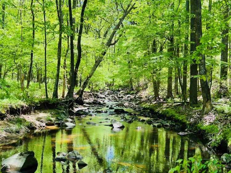 A shady Wolf Trap Trail stream surrounded by green foliage in Vienna Virginia.