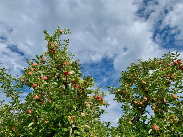 Orchards ready for apple picking in Virginia