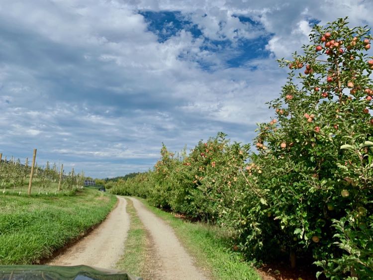 Carter Mountain Apple Orchard is one of the most popular places for apple picking in Virginia