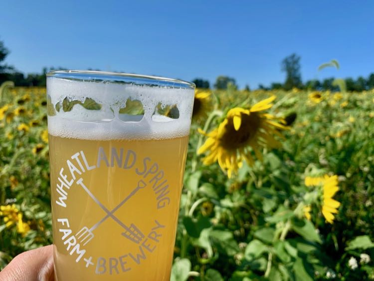 Wheatland Spring Farm Brewery sunflower fields are in bloom this Labor Day weekend.