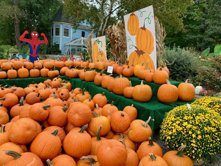 There is a small pumpkin patch at Heather Hill Farm in Burke VA