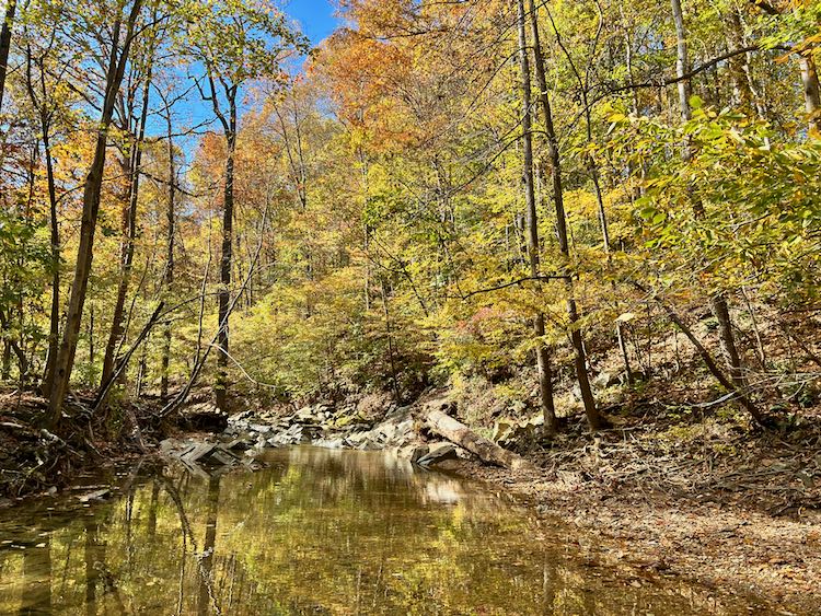 Fall Foliage Reflected in the Stream at Scotts Run Trail, a Favorite Fall Hike in Northern Virginia
