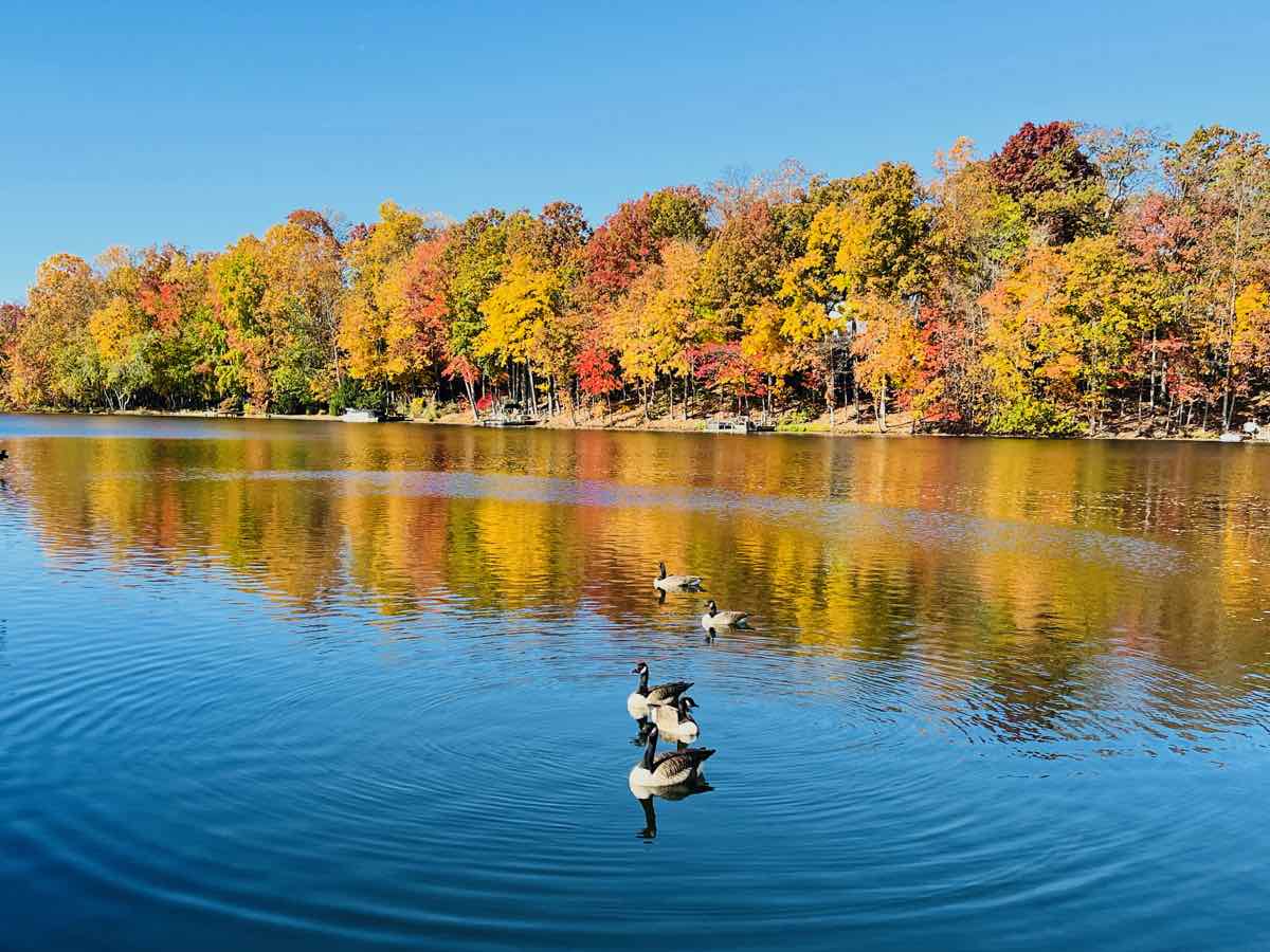 Fall Foliage Reflected in Lake Thoreau in Reston VA.