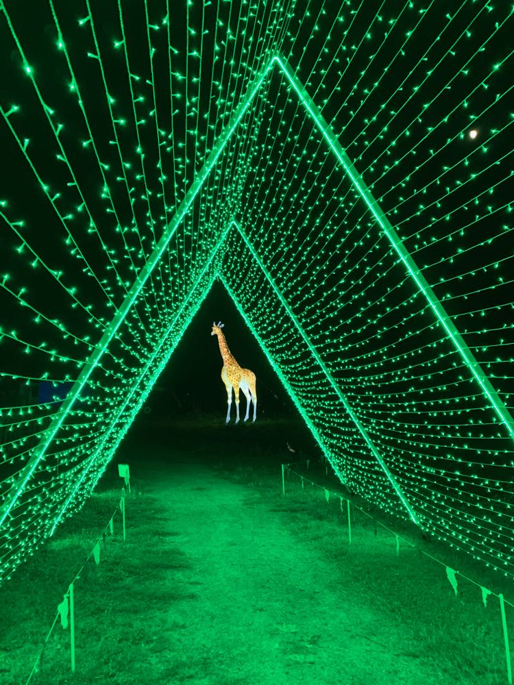 Luminocity Festival tunnel of lights and giraffe sculpture