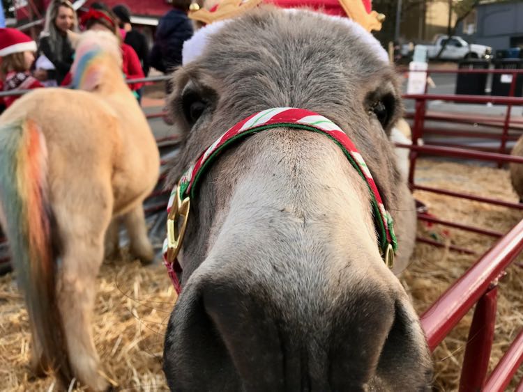 A festive donkey close-up at the annual Fairfax Holiday Market in Northern Virginia