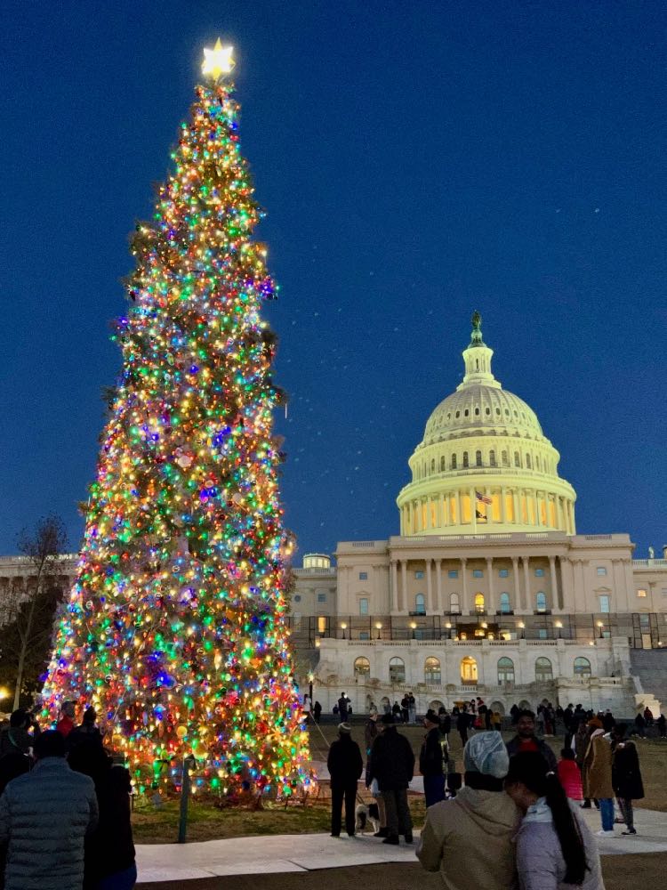 DC Capitol Christmas Tree holiday lights at dusk in Washington DC