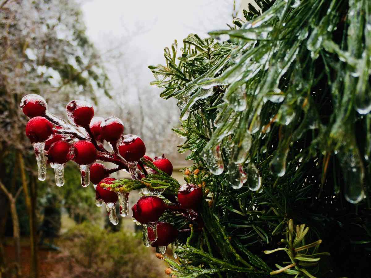 Ice covered berries, a reminder to shop local at winter farmers markets in Northern Virginia