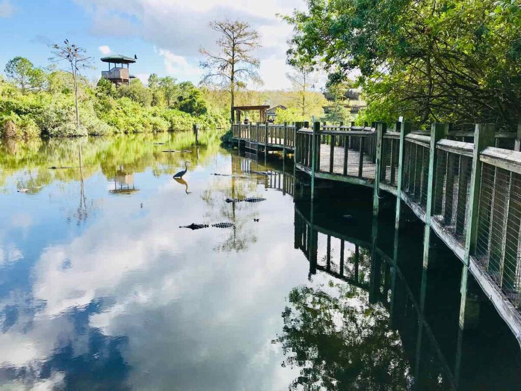 Gatorland in Kissimmee FL