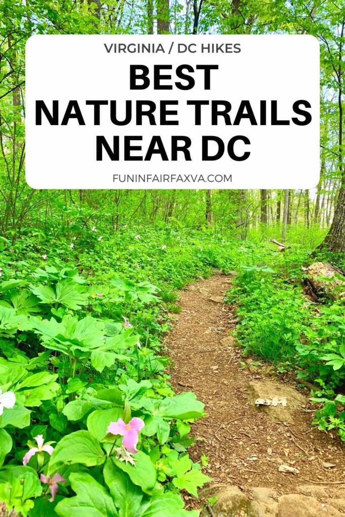 Here are the best nature trails in Northern Virginia (and nearby) to see wildflowers and wildlife—spring blossoms to beautiful birding and lush ecosystems.