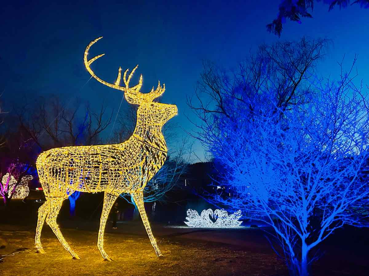 NOVA Wild Great Migration Light Show at the Reston Zoo in Northern Virginia