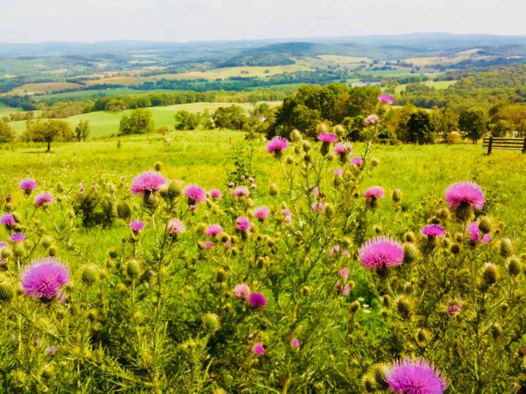 Thistle and View from the Piedmont Overlook in Sky Meadows State Park VA