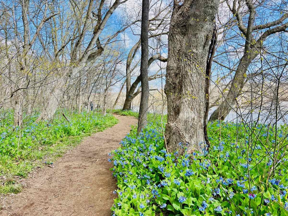 Bluebells at Riverbend Park, one of the Best Nature Trails in Northern Virginia