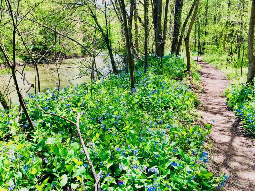 Bluebells in Seneca Regional Park, one of the best quiet nature trails in Northern Virginia