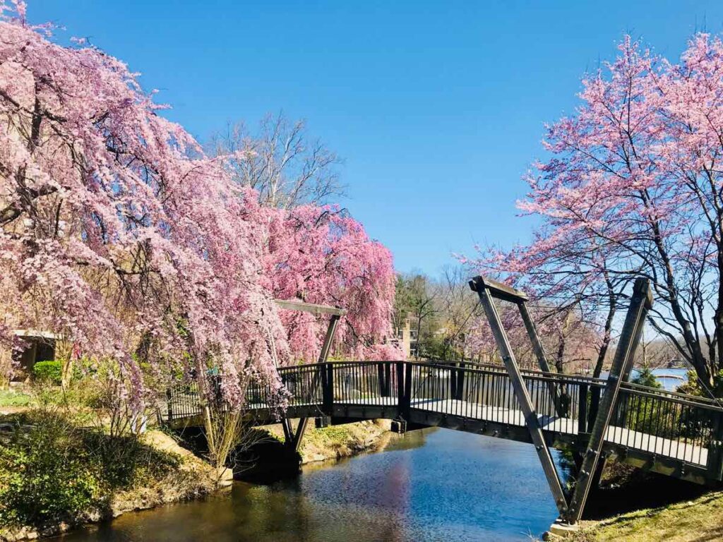 Cherry Blossoms surround the Van Gogh Bridge at Lake Anne in Reston Virginia