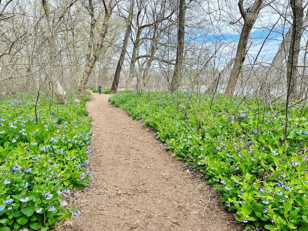 Virginia Bluebells line the nature trails at Riverbend Park in 2022