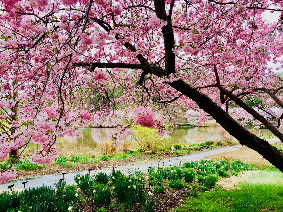 Pink Virginia Cherry Blossoms at Meadowlark Botanical Garden in Vienna VA
