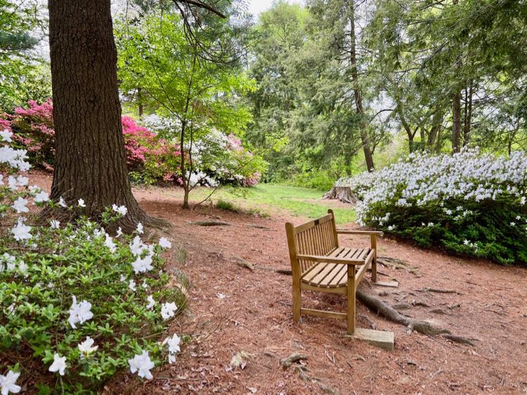 Bench and azaleas behind the Historic House at Green Spring