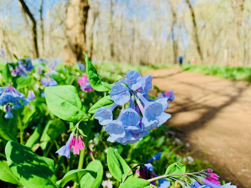 Bluebells bloom on a River Trail Hike at Bull Run Park Virginia