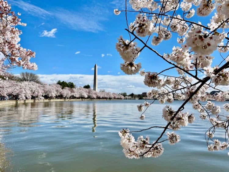 Cherry blossoms and the Washington Monument at the Tidal Basin DC in 2022