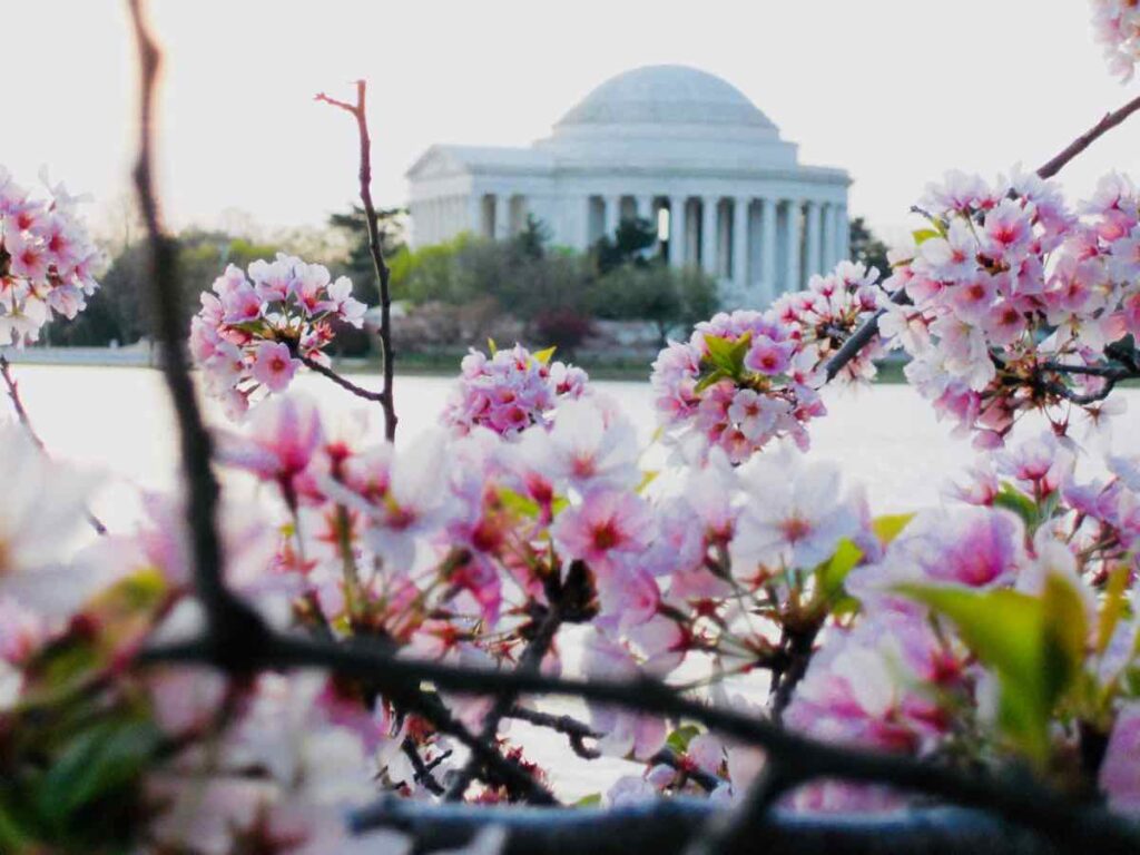 Pink Blooms at the Tidal Basin and Jefferson Memorial one of the Best Places to See Cherry Blossoms in Washington DC, photo by Charles McCool of McCoolTravel