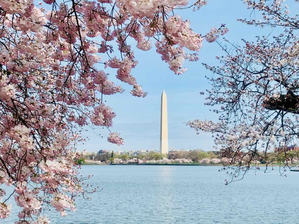 Washington DC Cherry Blossoms with Washington Monument at the Tidal Basin