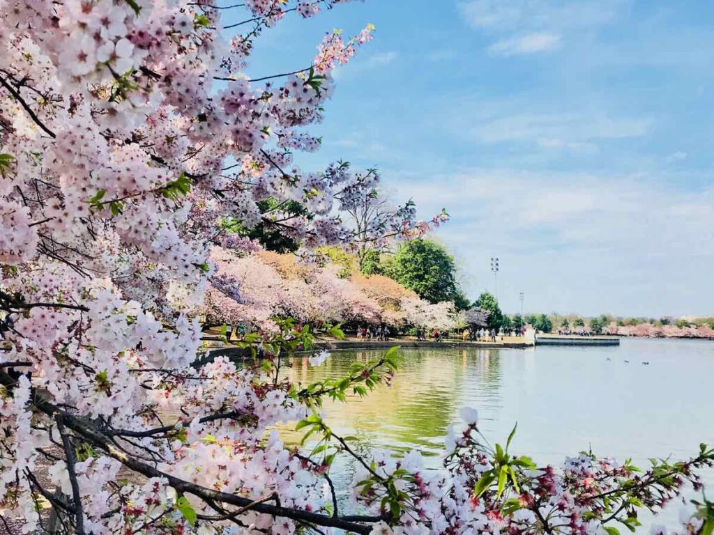 Peak DC Tidal Basin Cherry Blossoms in 2019