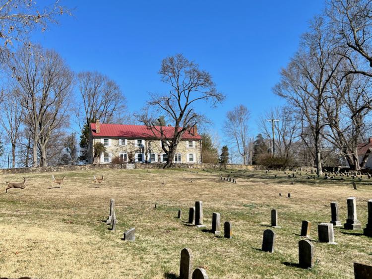 Deer bound across the Union Cemetery in Waterford Virginia