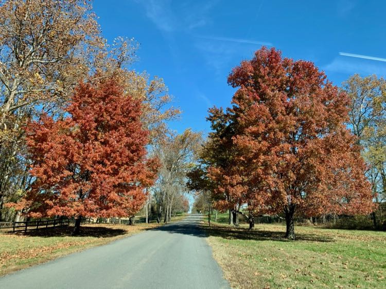 Fall foliage at the entrance to Morven Park from Old Waterford Road in Leesburg.