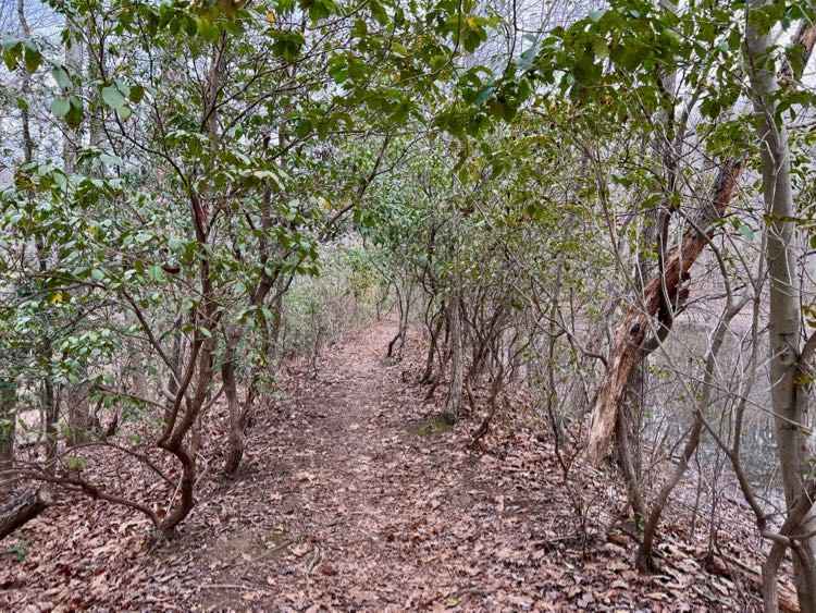 Mountain laurel Wolf Trap Trail