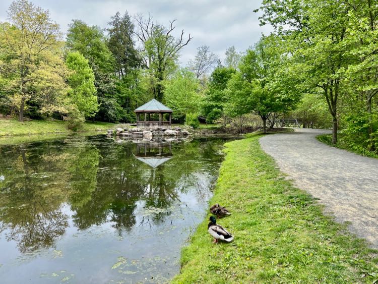 Pond at Green Spring Gardens