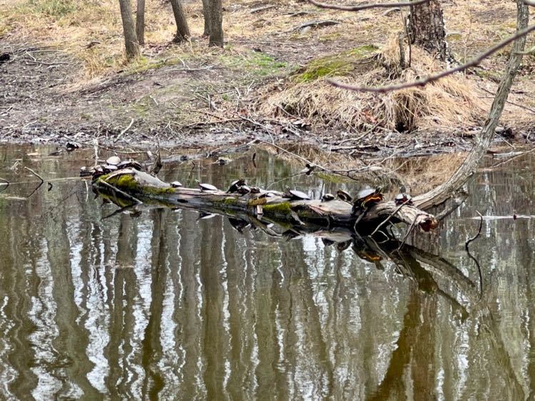 Turtles in Wolf Trap Pond