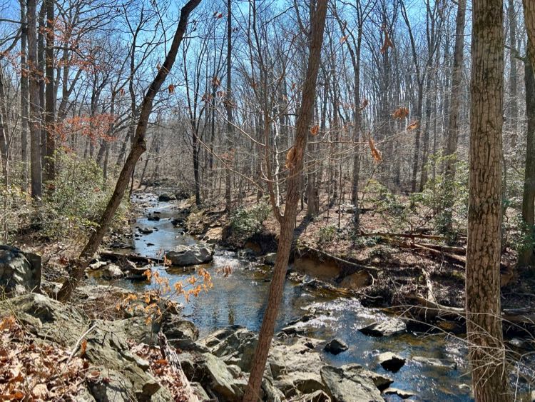 Wolf Trap Trail creek view