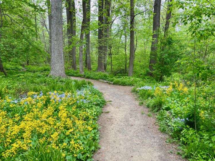 Woodland path through the Virginia Native Garden at Green Spring