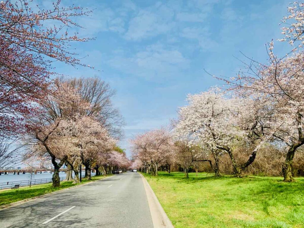 Cherry Blossoms Scenic Drive in East Potomac Park Washington DC