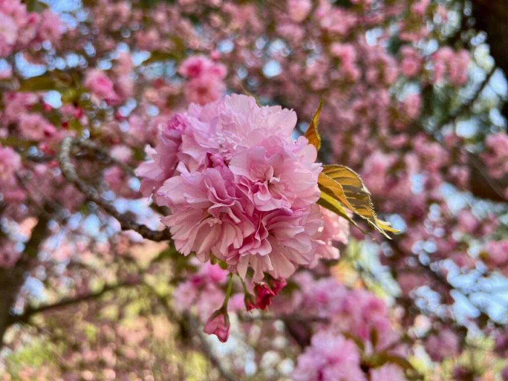 Kwanzan cherry blossoms in focus