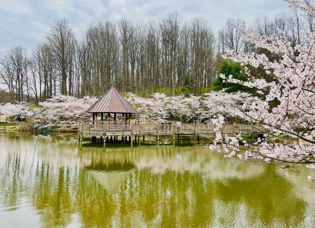 Lakeside Cherry Blossoms at Meadowlark Botanical Gardens in Northern Virginia