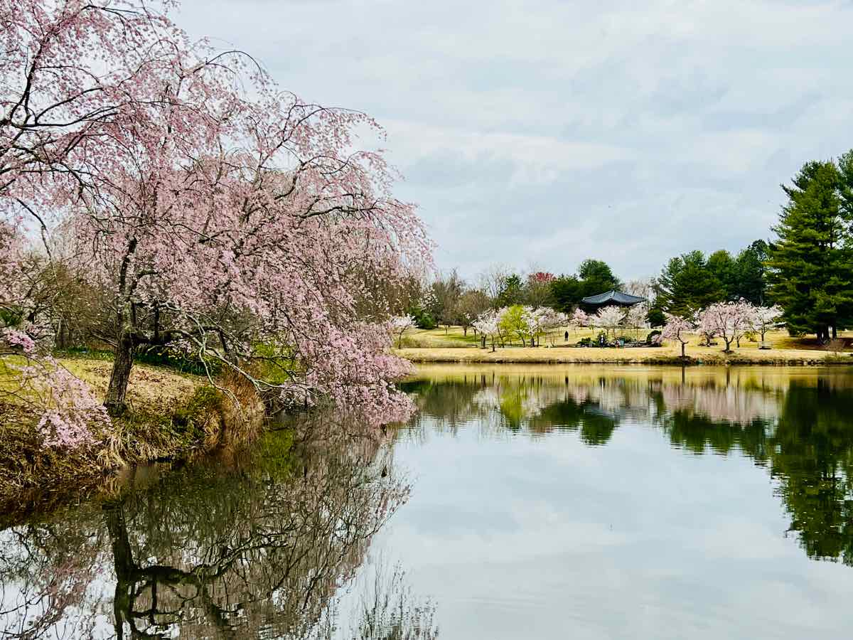 Lakeside Cherry Trees at Meadowlark Botanical Garden in Virginia